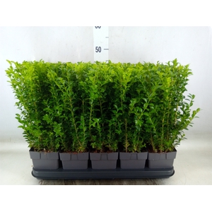 Buxus semp.   ...