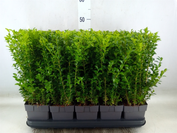 <h4>Buxus semp.   ...</h4>
