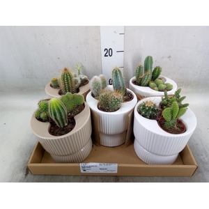 Cactus   ...
