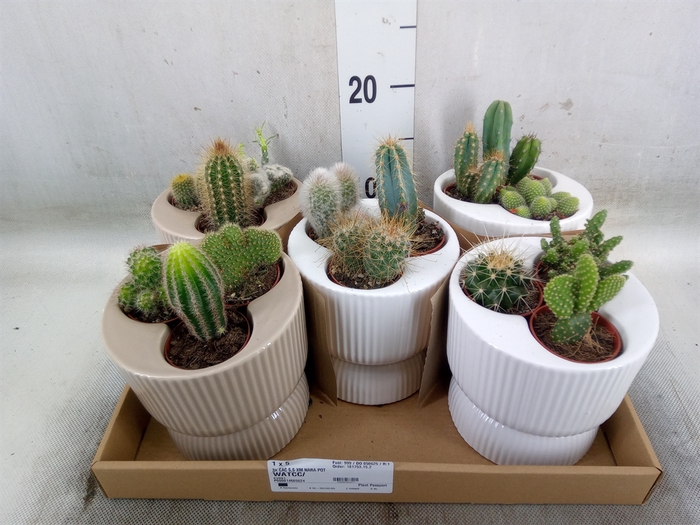 <h4>Cactus   ...</h4>