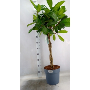 Ficus cyathistipula
