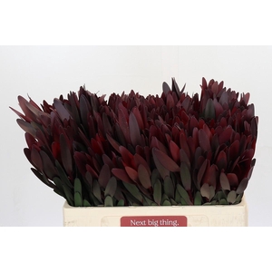 Leucadendron Saf Sunset Dark Red