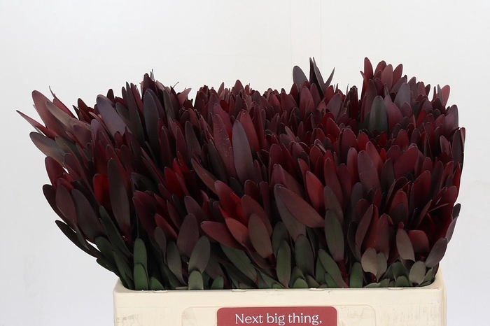 <h4>Leucadendron Saf Sunset Dark Red</h4>