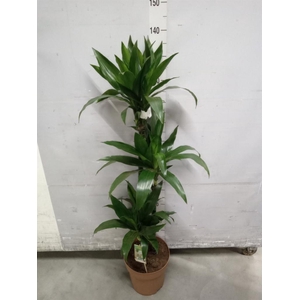 Dracaena frag. 'Janet Craig'