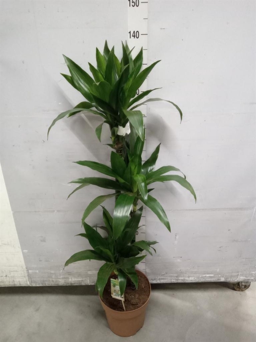 <h4>Dracaena frag. 'Janet Craig'</h4>