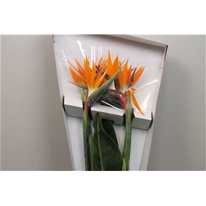 Strelitzia Bloem