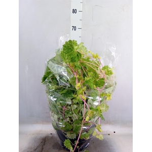 Glechoma hederacea 'Variegata'