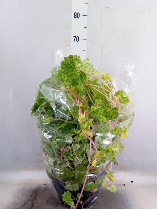 <h4>Glechoma hederacea 'Variegata'</h4>