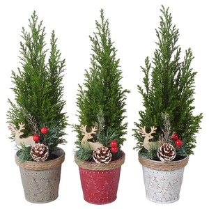 PTK25175 Ellwoodii in zink mix met decoratie