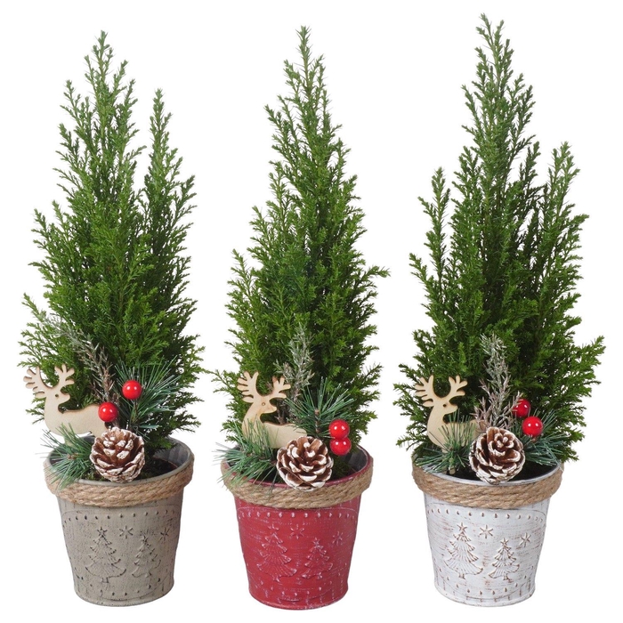 <h4>PTK25175 Ellwoodii in zink mix met decoratie</h4>