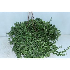 AESCHYNANTHUS RASTA C21