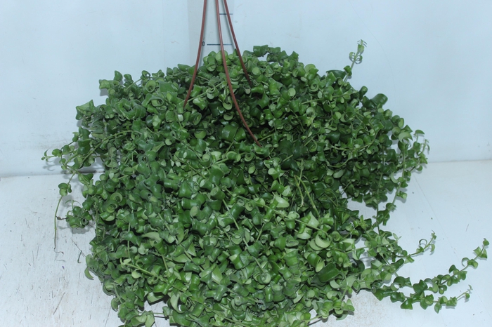 <h4>AESCHYNANTHUS RASTA C21</h4>