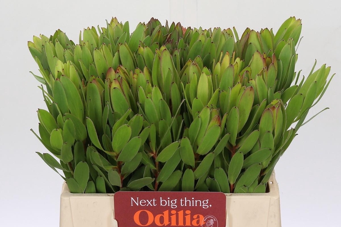 <h4>Leucadendron Goldstrike</h4>