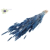 Polypogon per bunch Dark Blue