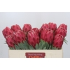 Protea Venus