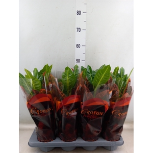 Codiaeum var. GR 'Excellent'