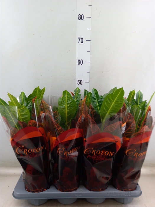 <h4>Codiaeum var. GR 'Excellent'</h4>