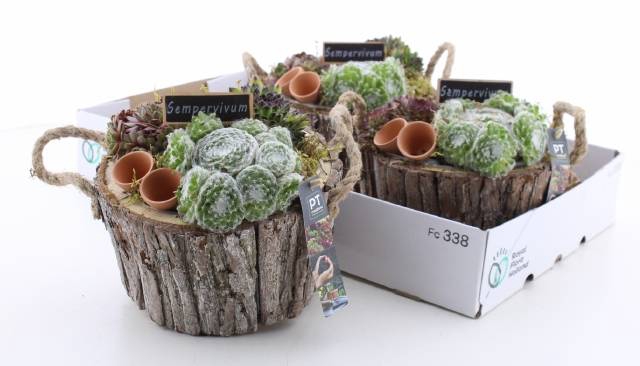 <h4>ARR SEMPERVIVUM</h4>