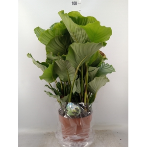 Calathea orbifolia