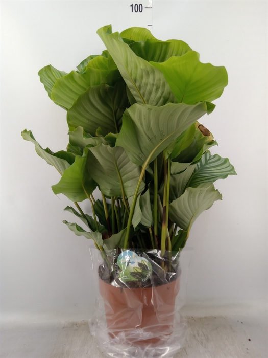 <h4>Calathea orbifolia</h4>