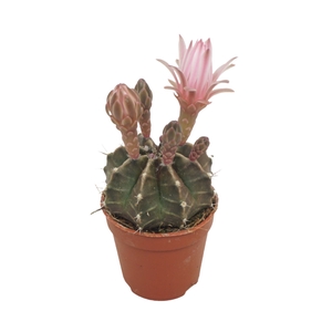 Gymnocalyc mihanovich