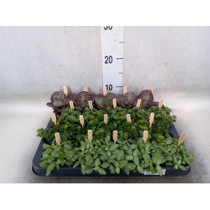 Planten  ..mix