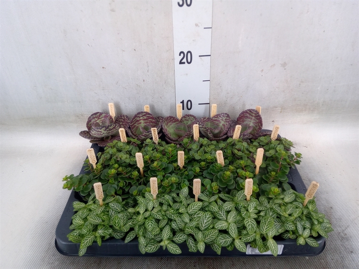 <h4>Planten  ..mix</h4>