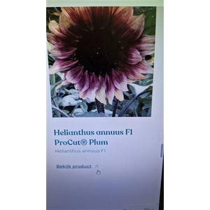 Heliant Pro Cut Plum