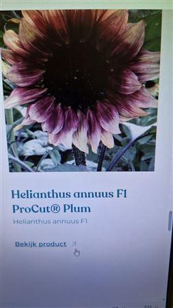 <h4>Heliant Pro Cut Plum</h4>