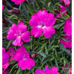 Dianthus overig