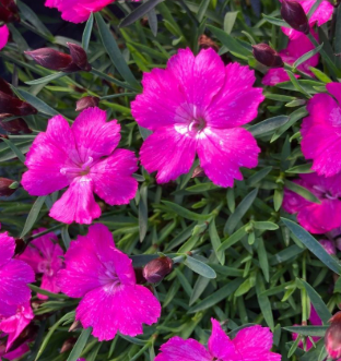 <h4>Dianthus overig</h4>