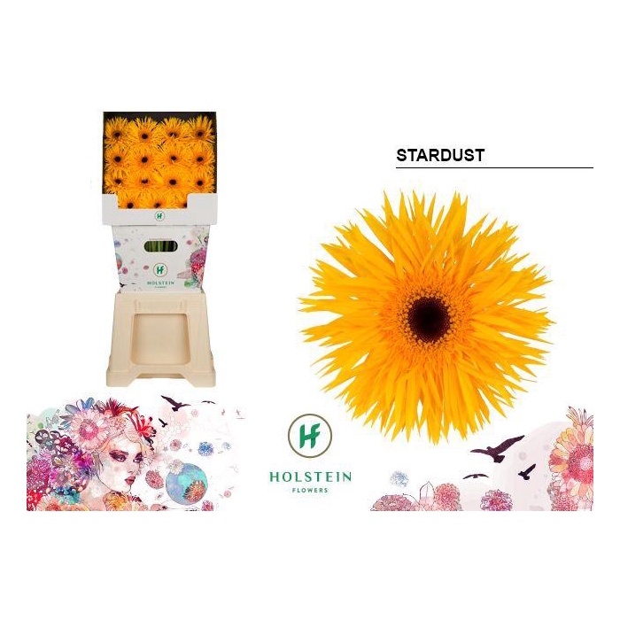 <h4>Ge Gr Stardust</h4>