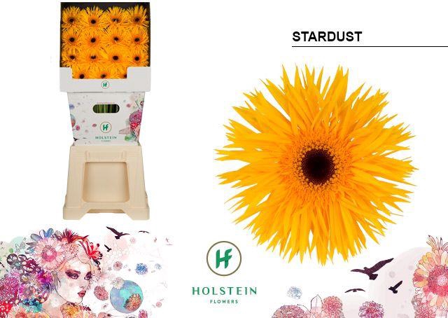 <h4>Gerbera Spider Stardust Diamond</h4>