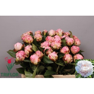 PAEO L GARDENIA