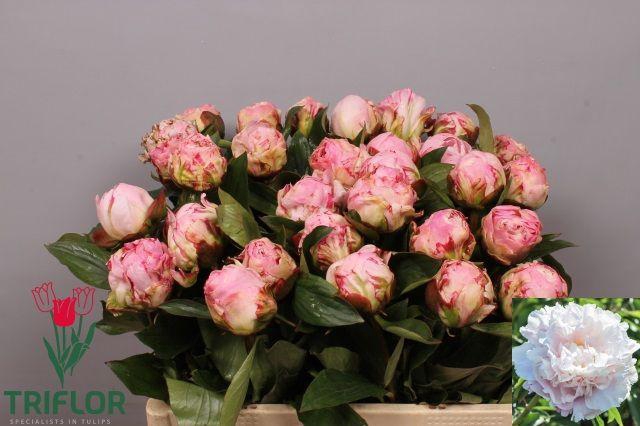 <h4>PAEO L GARDENIA</h4>