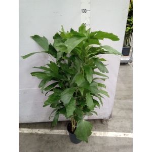 Caryota mitis