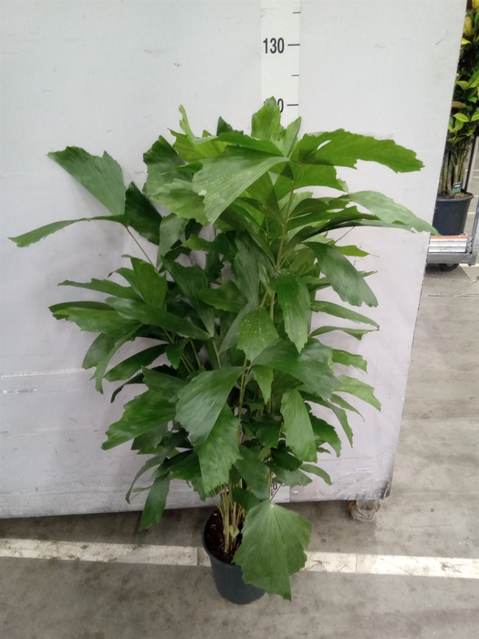 <h4>Caryota mitis</h4>