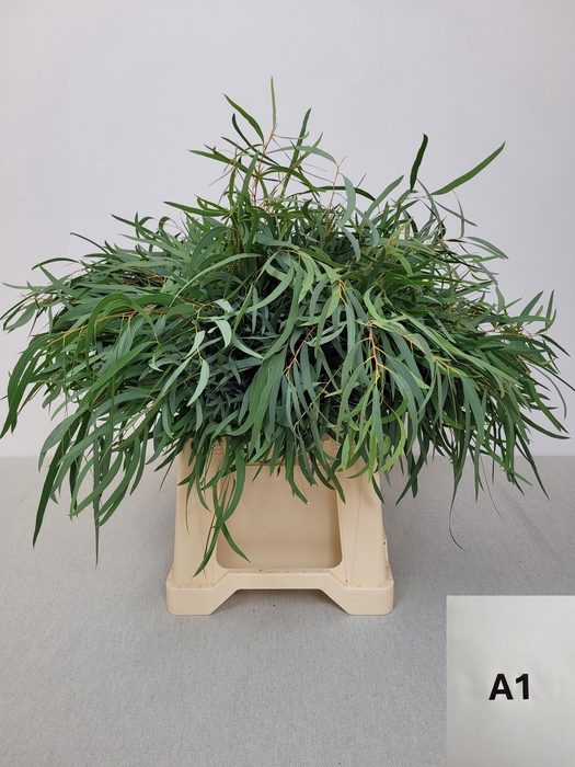 <h4>EUC NICHOLII PB</h4>