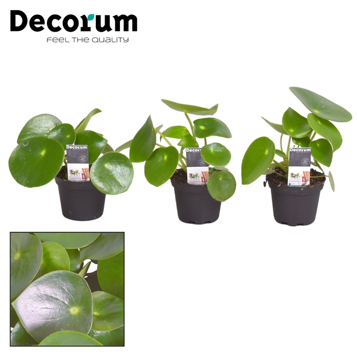 <h4>Peperomia Raindrop 7 cm (Decorum)</h4>