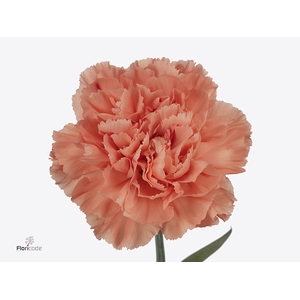 Di St Hermes Orange