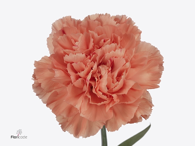 <h4>Di St Hermes Orange</h4>