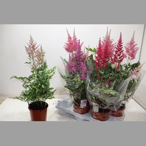 Astilbe Overig