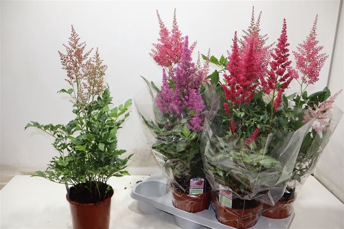 <h4>Astilbe Overig</h4>
