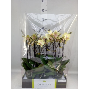 Phalaenopsis   ...yellow