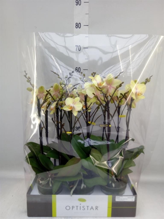 <h4>Phalaenopsis   ...yellow</h4>