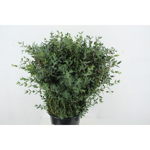 EUCALYPTUS PARVIFOLI