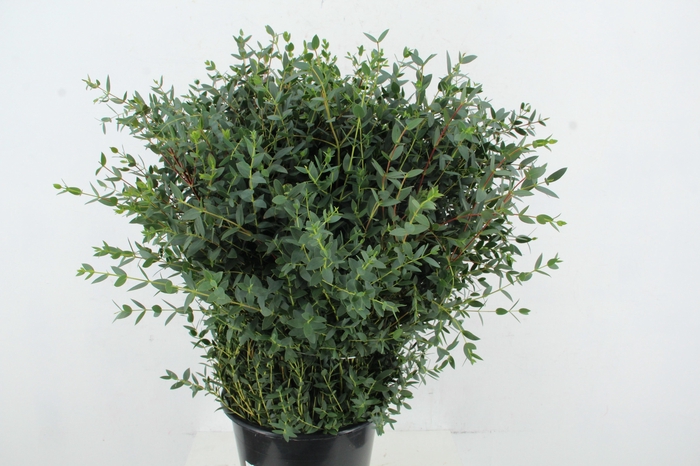 <h4>EUCALYPTUS PARVIFOLI</h4>