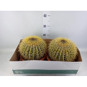 Echinocactus grusonii