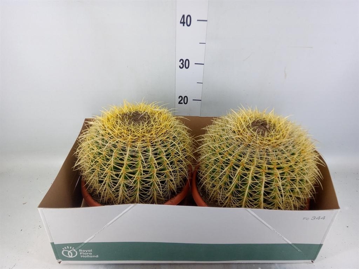 <h4>Echinocactus grusonii</h4>
