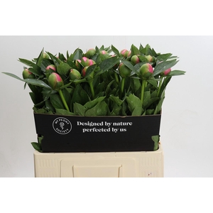 Paeonia Etched Salmon